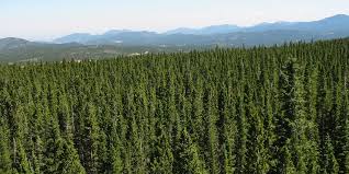 Image result for organisms and their environment