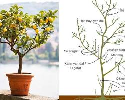 Limon fidanı budama