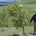 National Arboretum's failing forests could be replanted with new trees