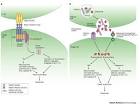 T cell activation induced cell death