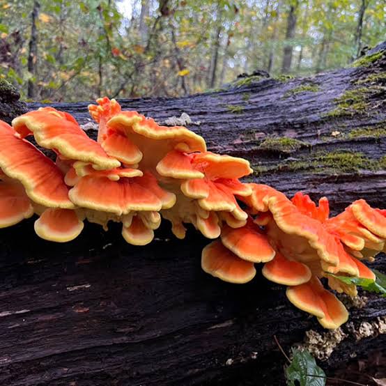 How to Grow Chicken of the Woods (Laetiporus spp.) - Mushroom Mountain