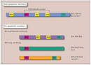 BCL-family members and the mitochondria in apoptosis