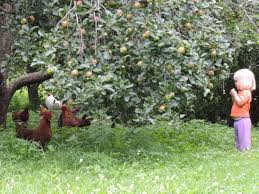 Image result for sleeping in an apple orchard