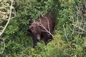 Hiker injured in ‘surprise encounter’ with bear on brushy South Anchorage trail
