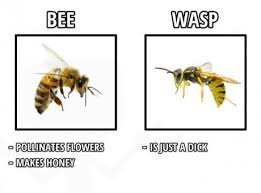 Bee vs. wasp | Funny Pictures and Quotes via Relatably.com