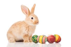 Résultat de recherche d'images pour "easter bunny"
