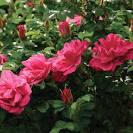 Mallorn Plant of the Month: Rosa rugosa