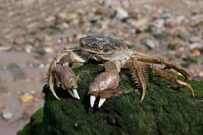 These furry-clawed crabs are causing havoc in Europe’s rivers. Scientists believe they have a solution | CNN