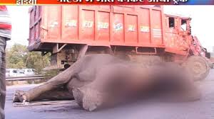Truck crushes elephant to death in Noida | India News – India TV