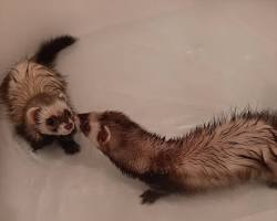 ferret getting its nails trimmedの画像