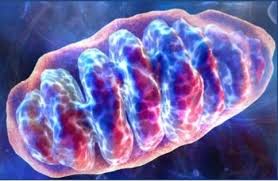 Resultado de imagem para nutrição mitocondrial