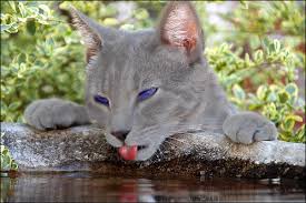 Image result for warrior cat real