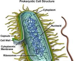 Image of Bacteria structure