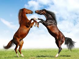 Γνωρίζετε πόσες φορές αναφέρεται το άλογο στην Ιλιάδα;