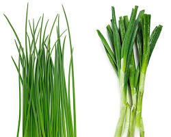 Chives