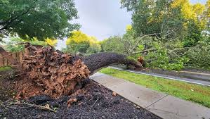 Springfield News-Leader - News update