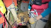 Utah SAR Team Rescues Giant, Tired Dog From Mountain