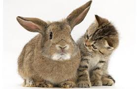 Image result for cat with kitten