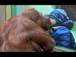 Image result for MONKEYS