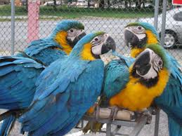 Image result for baby macaw parrot for sale