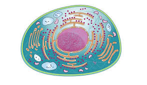 Cell Culture