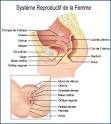 Systme gnital de la femme anatomie et histologie