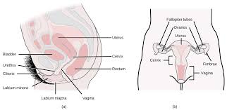 Image result for how to insert male organ into female organ