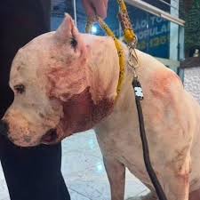 Onça-parda ataca pitbull em condomínio de SP; família faz vaquinha