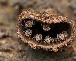 صورة winning images Closeup Photographer of the Year competition macro photography micro photography