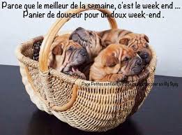 Résultat de recherche d'images pour "gifs bon week end humour"