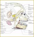 Douleur la mchoire - SADAM - Syndrome de Costen - Doctissimo