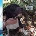 2 dogs tied to hedges, left outside Tampa shelter in one week