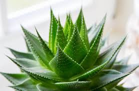 Image result for aloe vera juice