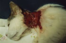 Image result for cats