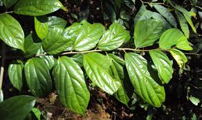 Picture of Alangium