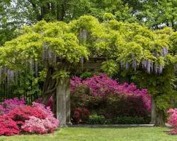 Image of Brooklyn Botanic Garden wisteria