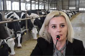 Koniec taniego mleka z Polski? Hodowcy muszą pilnie zmienić strategię