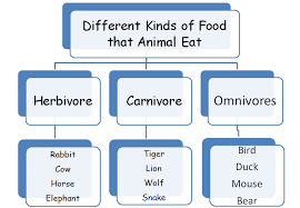 Resultado de imagen para different kind of food that animals eat