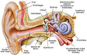 Image result for EAR