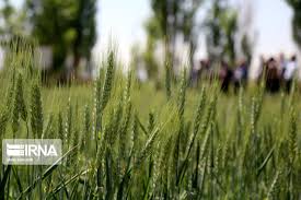 قیمت‌ خرید تضمینی گندم هنوز نهایی نشده است