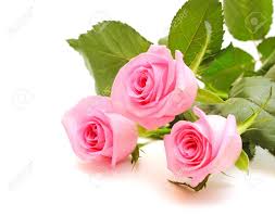 Image result for pink roses