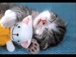 Résultat de recherche d'images pour "les plus droles photos de chats"