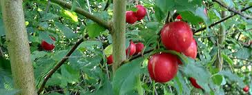 Image result for shake the plum tree