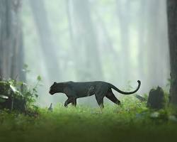 panther in a forest