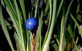 Mai Dong (Pflanze) - Ophiopogon japonicus | M-Einzelsorten | Maca ...