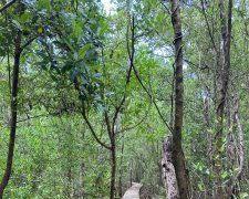 Image of Mastic Trail, Cayman Islands