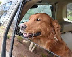 puppy looking out the car windowの画像