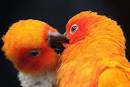 Pictures of 2 parrots kissing images for her <?=substr(md5('https://encrypted-tbn3.gstatic.com/images?q=tbn:ANd9GcSkP3_i23_HTUt6_jp0HGbCX9y9ZFRLILVY_bsJyB5CFjgFbQHwJEHOzSZB'), 0, 7); ?>