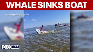 Whale sinks NJ fire department boat; bystanders come to the rescue