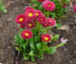 Image result for bellis perennis